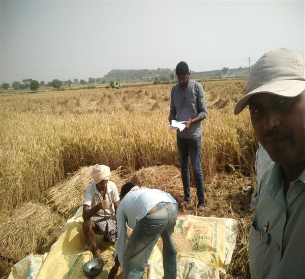 Peddapalli District - Peddapalle Division                                                                                                                                                                                                                  - Crop Cutting Expts.,                                                                                                                                   - Attended PMFBY Paddy harvesting supervision at Peddampet village of Srirampur Mandal                                                                                                                                                                            - dt.27/11/2019          